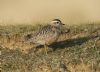 Dotterel at Gunners Park (Steve Arlow) (97479 bytes)